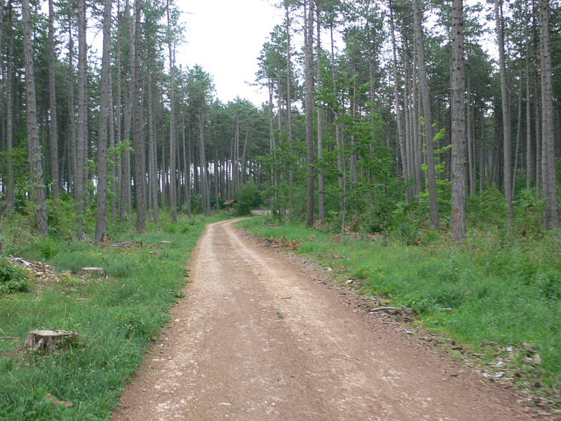 Sendero de aproximación por el bosque 