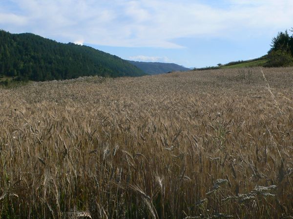 Campos de trigo a las afueras de Comús 