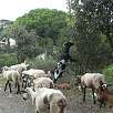 Todav&iacute;a podemos encontrar por el camnio reba&ntilde;os de cabras / Ruta a pie Barcelona por Collserola 