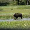Un alce en el Moose Ponds / Ruta a pie Grand Teton National Park | Vuelta al lago Jenny 
