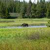 Alce hembra comiendo en la laguna / Ruta a pie Huckleberry Hot Springs 