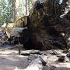 La secuoya  túnel Wawona caída en 1969 / Ruta a pie Yosemite | Mariposa Grove 