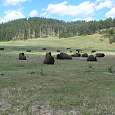 Bisontes en el Custer State Park 