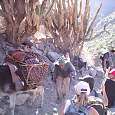 1. La gente de la región se acostumbra a subir y bajar diariamente del cañón 
