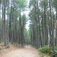 El camino baja por el bosque 