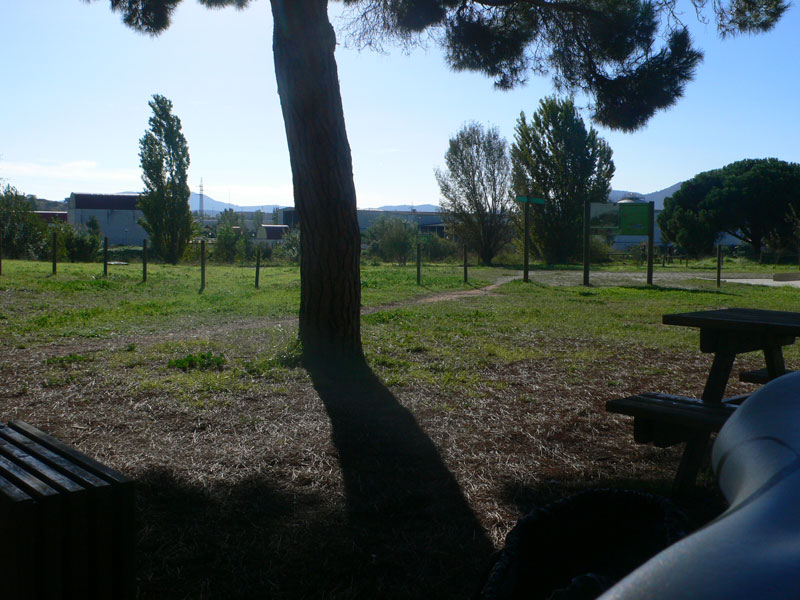 Pineda y zona de picnic de Can Cabanyes 