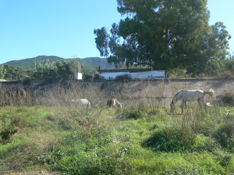 Caballos junto al Besòs 