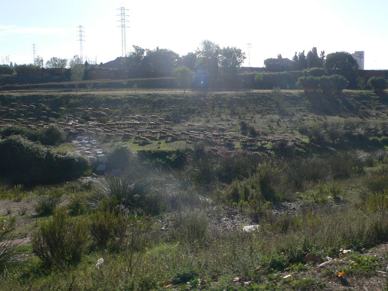 Pasturas en el río Congost 