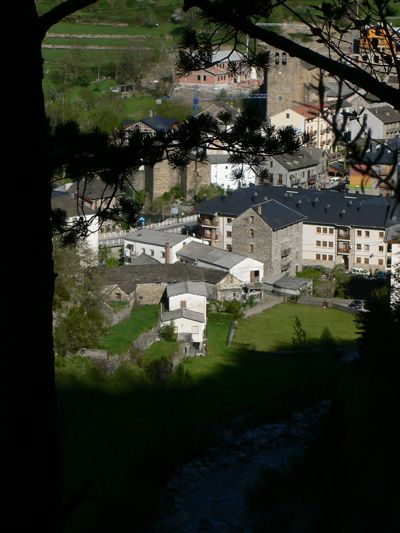 Broto entre los árboles 