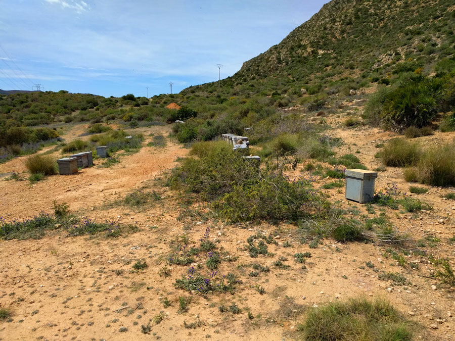 Al final de la bajada daremos con unas colmenas de abejas -seguimos a la izquierda por camino hasta dar con la senda de aproximación. 