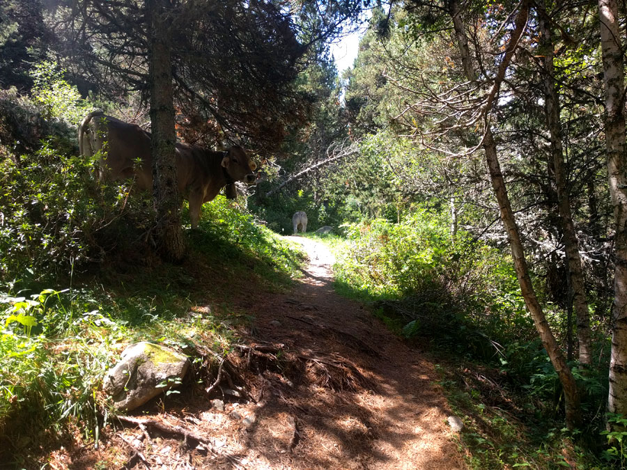 Vacas junto al camino 