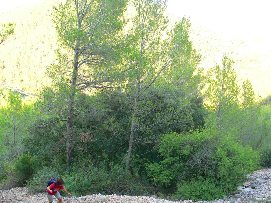 Subimos por la tartera 
