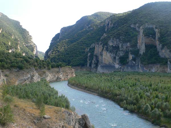 Vista al río repleto de árboles 
