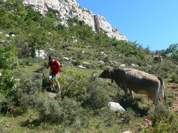 De regreso al Jou - las vacas reclaman su sitio -  