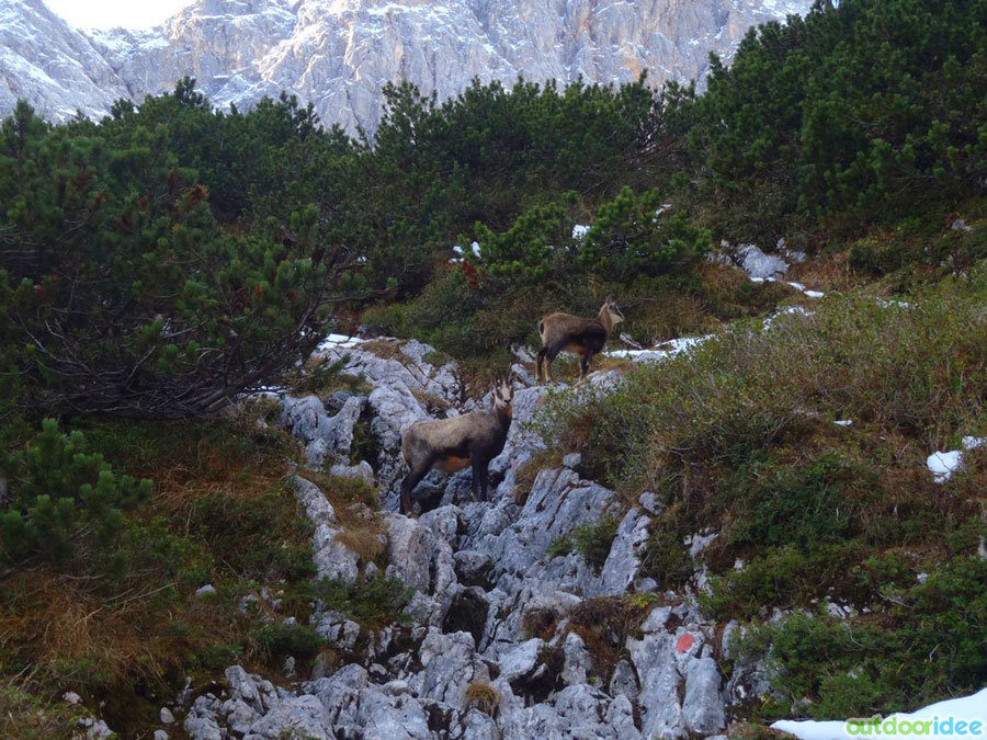 Sarrios 