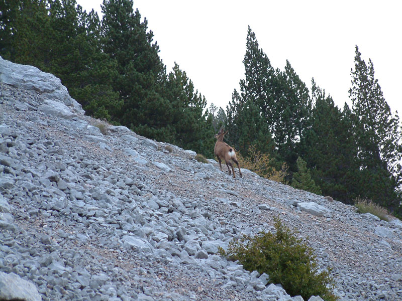Otro rebeco en el camino 