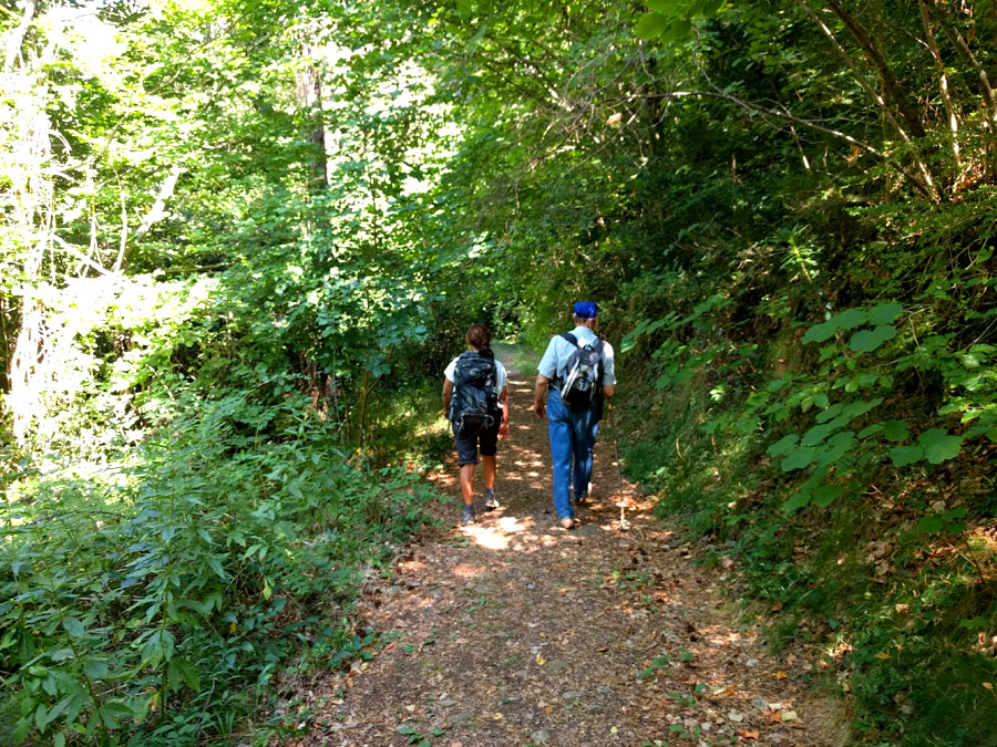 Avanzamos entre la vegetación 