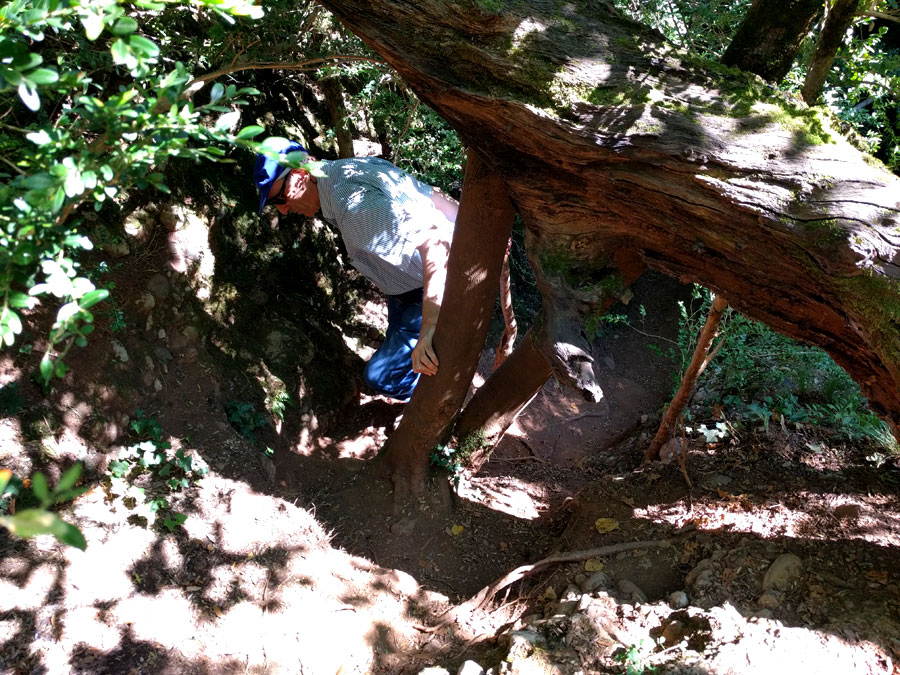 Trepamos con la ayuda de los árboles 