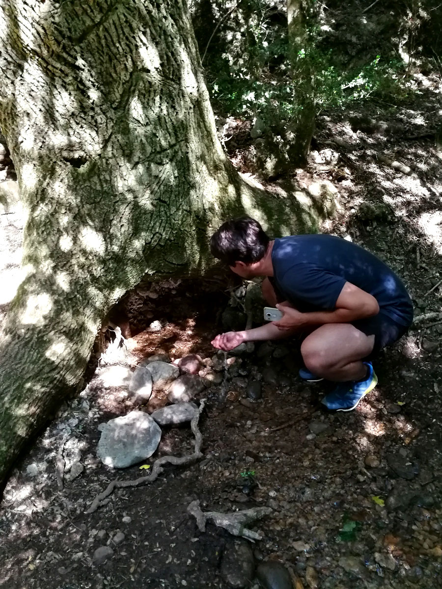 La surgencia de la fuente Cabradís sale de un gran fresno 