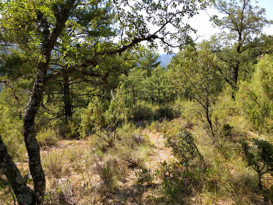 Caminamos por el bosque en busca de la segunda parte 