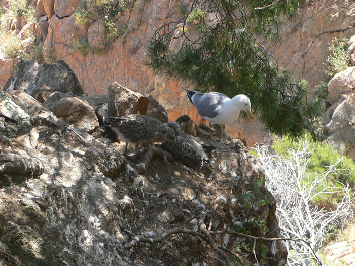 Zona de nidificación de Gaviotas 
