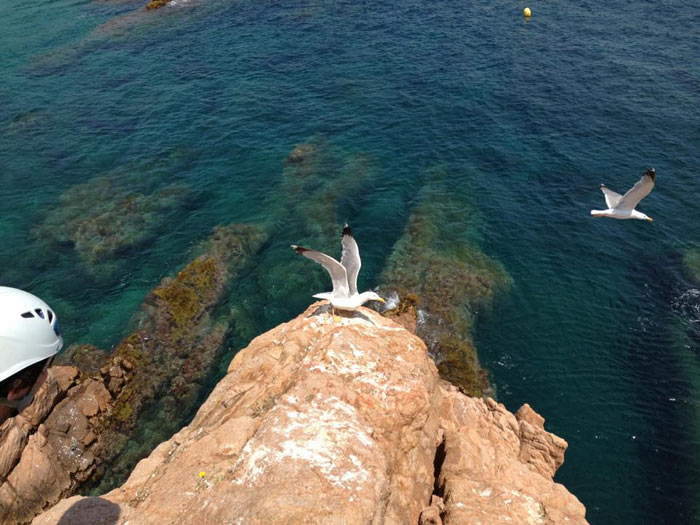 Gaviotas 