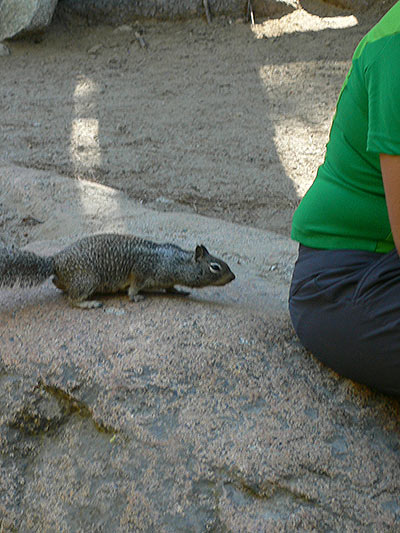No se puede dar comida a los animales pero las ardillas son muy insistentes 