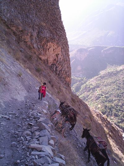 1. Las mulas tiran de la carga 