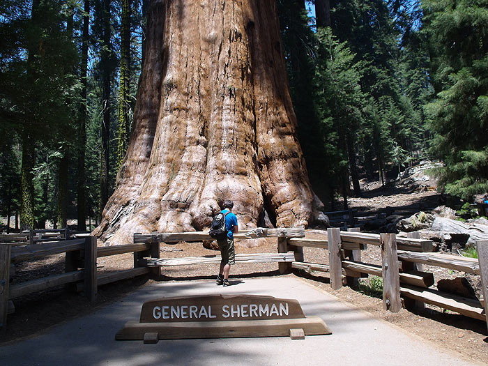 Al pie del General Sherman 