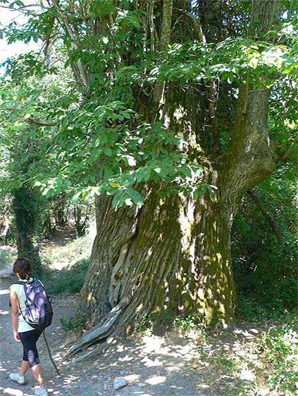Castañero gigante 