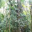 En interior de la selva alta / Ruta a pie Catarata Gocta 