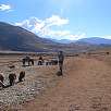 Ganadería en Maras / Ruta a pie Moray y las salinas de Maras 