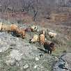 Rebaño de ovejas / Ruta a pie La Sinfonía de las piedras de Garni 