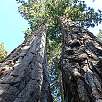 Dos secuoyas unidas en la base / Ruta a pie Yosemite | Mariposa Grove 