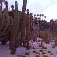 Cactus gigantes en los jardines de Mossén Costa i Llobera 