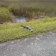 Alligator 