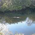 Alligator en una de las balsas del camino 