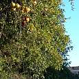 Día 2: Árbol de granadas a la entrada de Jérica 