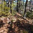 En esta bifurcación en el bosque seguimos a la derecha 
