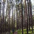 Tramo de bosque 