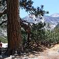 Pino en Kings Canyon 