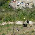 Gallinas 