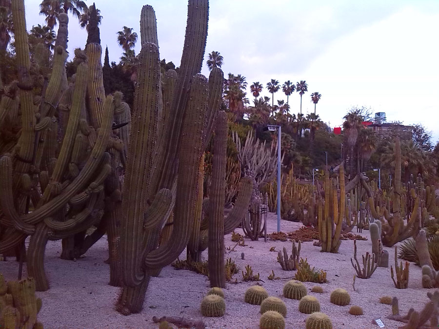 Cactus gigantes en los jardines de Mossén Costa i Llobera 