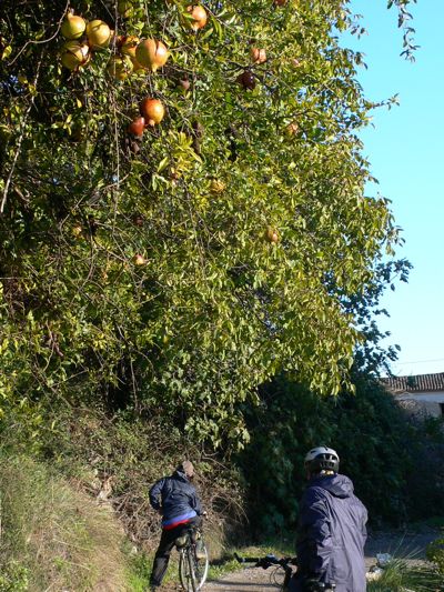 Día 2: Árbol de granadas a la entrada de Jérica 