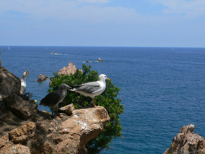 Las gaviotas se quejan de nuestra presencia 