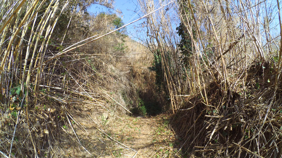 Entrada entre las cañas 