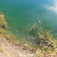Agua clara y peces en el estanque 