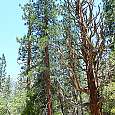 Curioso árbol danzante 