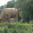 Zona campestre 