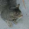 Gato con 6 dedos -no se ven todos- en la casa de Hemingway  / Ruta en Bici Una vuelta por Key West 